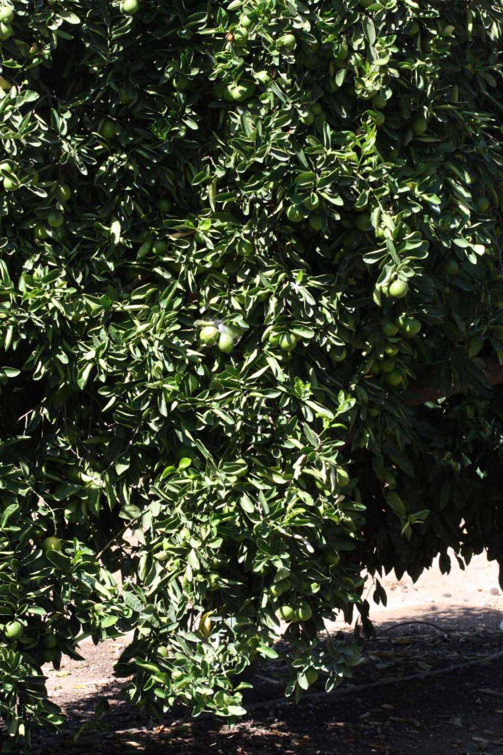            Habit (Riverside, CA)   